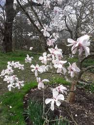 Attēlu rezultāti vaicājumam “Magnolia cylindrica”