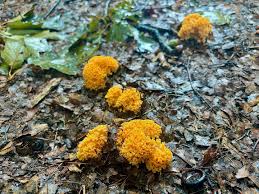 Attēlu rezultāti vaicājumam “Stemonitis fusca young”