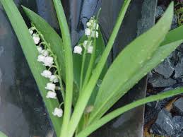 Attēlu rezultāti vaicājumam “Convallaria majalis flower”