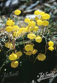 Image result for Calceolaria