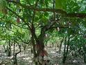 The Cacao Tree- The Story of Chocolate