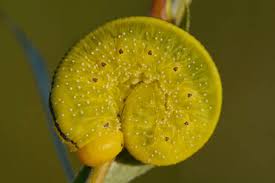 Attēlu rezultāti vaicājumam “Zygaena cocoon”