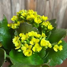Image result for Kalanchoe blossfeldiana