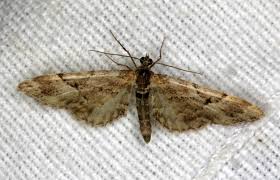 Attēlu rezultāti vaicājumam “Eupithecia lanceata”