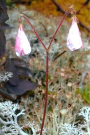 Attēlu rezultāti vaicājumam “Linnaea borealis flower”