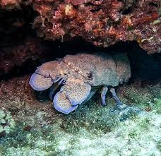 Image result for Scyllarides latus