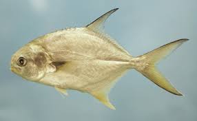 Image result for Trachinotus falcatus