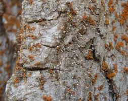 Attēlu rezultāti vaicājumam “Sclerophora coniophaea”