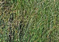 Attēlu rezultāti vaicājumam “Carex lasiocarpa male flower”