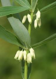 Attēlu rezultāti vaicājumam “Polygonatum verticillatum fruit”
