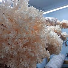 Attēlu rezultāti vaicājumam “Hericium coralloides”