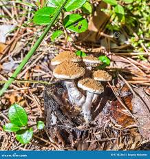 Attēlu rezultāti vaicājumam “Asterophora lycoperdoides”
