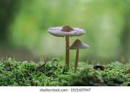 Attēlu rezultāti vaicājumam “Mycena rosella”