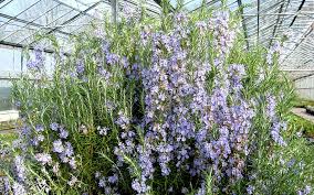 Image result for Rosmarin