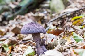 Attēlu rezultāti vaicājumam “Cortinarius violaceus”