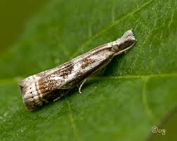 Attēlu rezultāti vaicājumam “Comatricha elegans var. microspora”