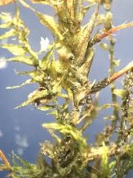 Attēlu rezultāti vaicājumam “Eurhynchiastrum pulchellum”