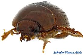 Attēlu rezultāti vaicājumam “Leiodidae”