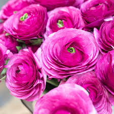 Attēlu rezultāti vaicājumam “Ranunculus brunnescens”