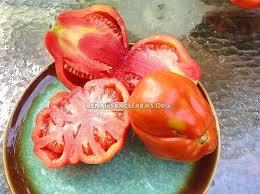 Afbeeldingsresultaat voor bloody butcher tomato