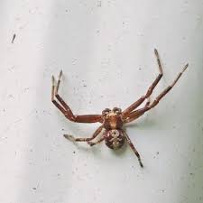 Image result for spider