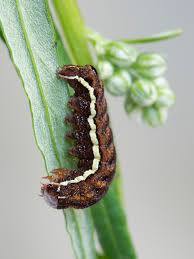 Attēlu rezultāti vaicājumam “Actinotia polyodon”