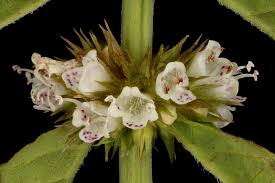 Attēlu rezultāti vaicājumam “Lycopus europaeus”