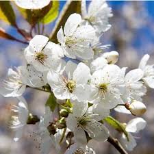 Attēlu rezultāti vaicājumam “Prunus avium flower”