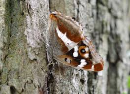 Attēlu rezultāti vaicājumam “Apatura iris female”