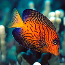 Image result for Ctenochaetus hawaiiensis