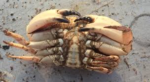 Image result for Cancer borealis