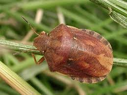 Attēlu rezultāti vaicājumam “Eurygaster testudinaria imago”