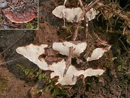 Attēlu rezultāti vaicājumam “Heterobasidion parviporum”