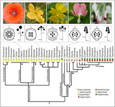 Attēlu rezultāti vaicājumam “Papaveraceae”