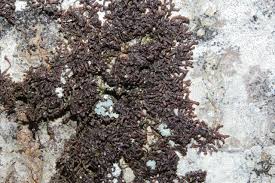 Attēlu rezultāti vaicājumam “Frullania fragilifolia”