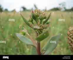 Attēlu rezultāti vaicājumam “Hylotelephium telephium bud”