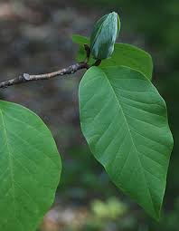 Attēlu rezultāti vaicājumam “Magnolia acuminata leaf”