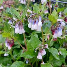 Attēlu rezultāti vaicājumam “Symphytum grandiflorum flower”