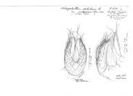 Attēlu rezultāti vaicājumam “Ommatoiulus sabulosus aimatopodus”