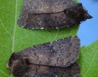 Attēlu rezultāti vaicājumam “Rusina ferruginea”