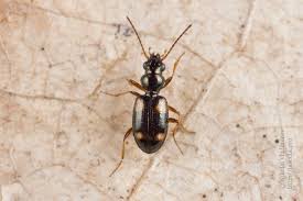 Attēlu rezultāti vaicājumam “Bembidion quadrimaculatum”