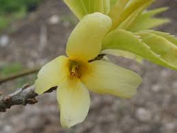 Attēlu rezultāti vaicājumam “Forsythia viridissima flower”