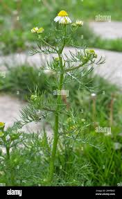 Attēlu rezultāti vaicājumam “Matricaria discoidea”