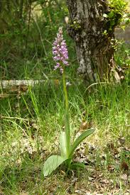 Attēlu rezultāti vaicājumam “Orchis militaris leaf”