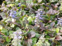 Attēlu rezultāti vaicājumam “Ajuga reptans”