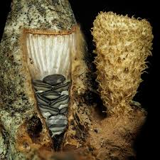 Attēlu rezultāti vaicājumam “Metatrichia vesparia spores”