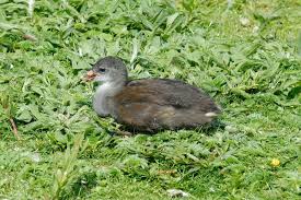 Attēlu rezultāti vaicājumam “Gallinula chloropus juvenile”