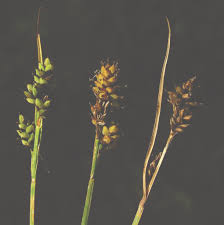 Attēlu rezultāti vaicājumam “Carex scandinavica”