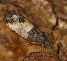 Attēlu rezultāti vaicājumam “Spilonota ocellana”