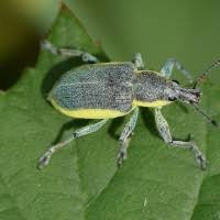 Attēlu rezultāti vaicājumam “Chlorophanus viridis”